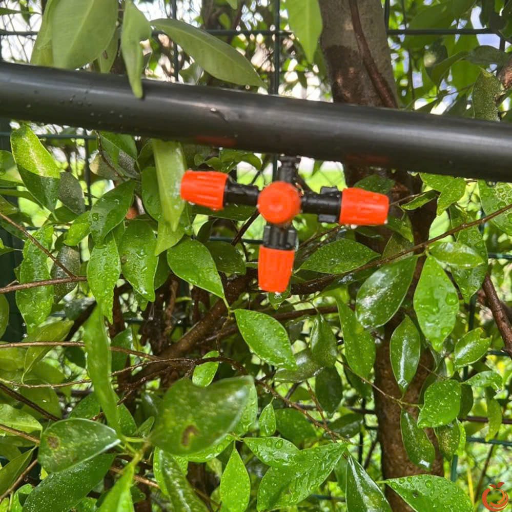 Béc Cam 5 Cửa Phun Sương