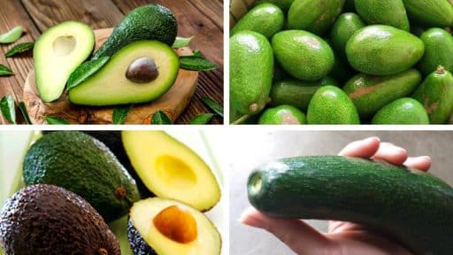 Cung Cấp Sỉ Lẻ Các Loại Bơ T