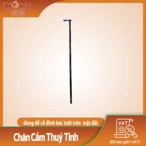 Chân cắm thuỷ tinh