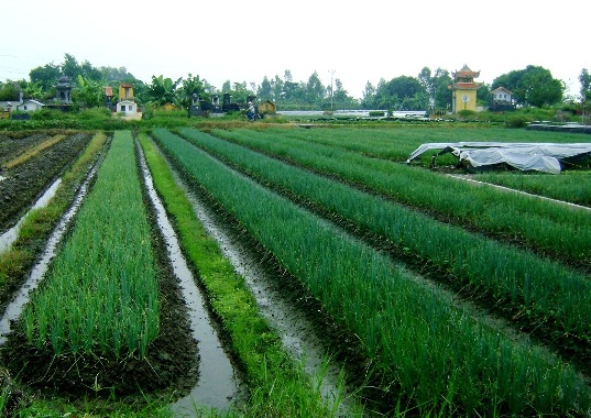 tuoi ranh 1