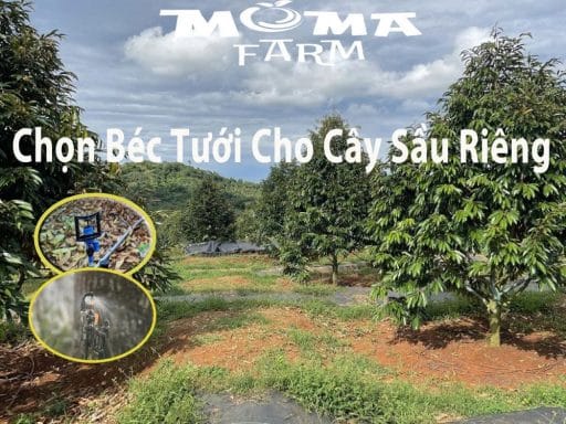 Chọn béc tưới cho cây sầu riêng