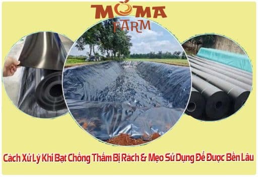 Cách Xử Lý Khi Bạt Chống Thấm Bị Rách