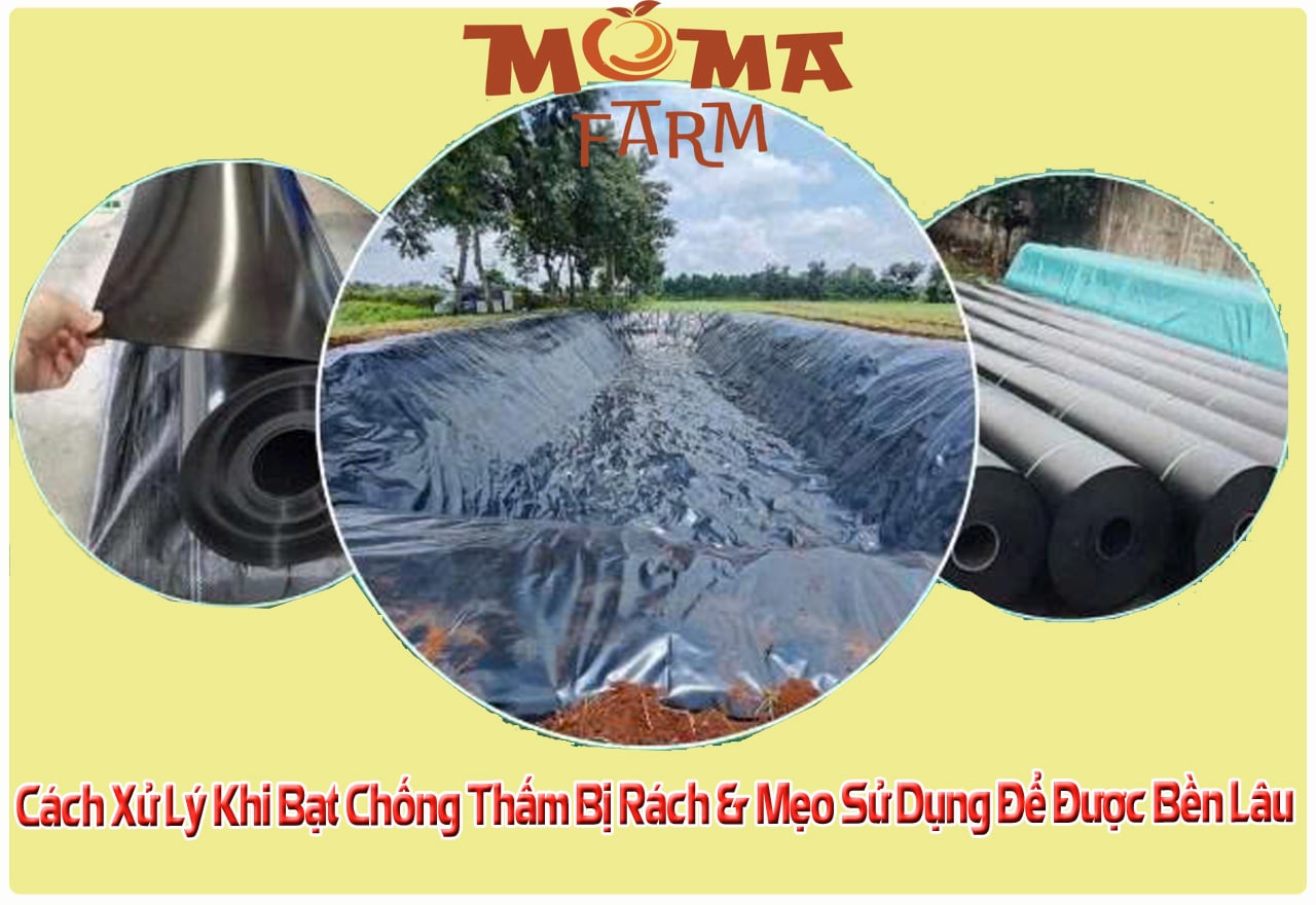 Cách Xử Lý Khi Bạt Chống Thấm Bị Rách