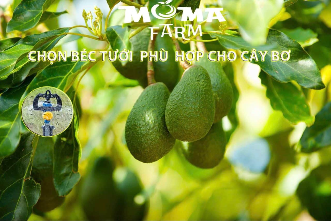 Chọn Béc Tưới Phù Hợp Cho Cây Bơ