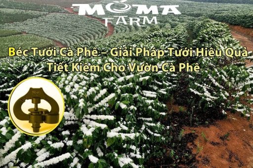 Béc Tưới Cà Phê