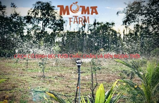 Cách Cố Định Béc Tưới Chắc Chắn Và Bền Ngoài Trời