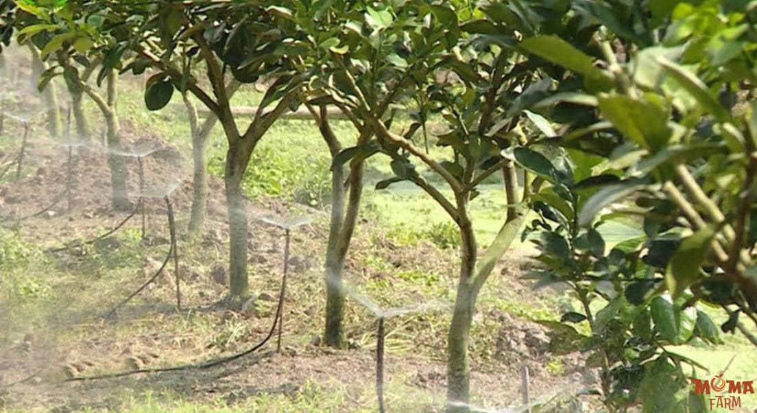 Cach Co Dinh Bec Tuoi Chac Chan Va Ben Ngoai Troi1