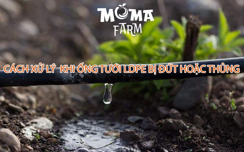 Cách Xử Lý Khi Ống Tưới LDPE Bị Đứt Hoặc Thủng