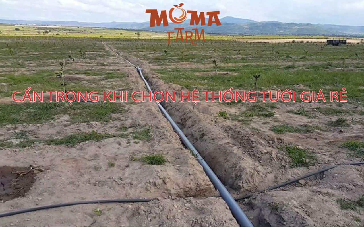 Cẩn Trọng Khi Chọn Hệ Thống Tưới Giá Rẻ