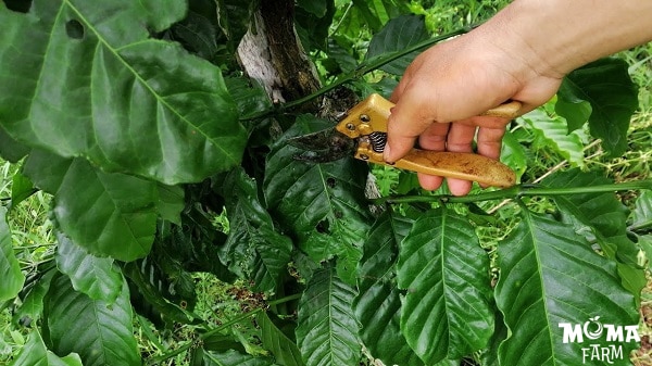 Cham Soc Cay Ca Phe Sau Thu Hoach 1