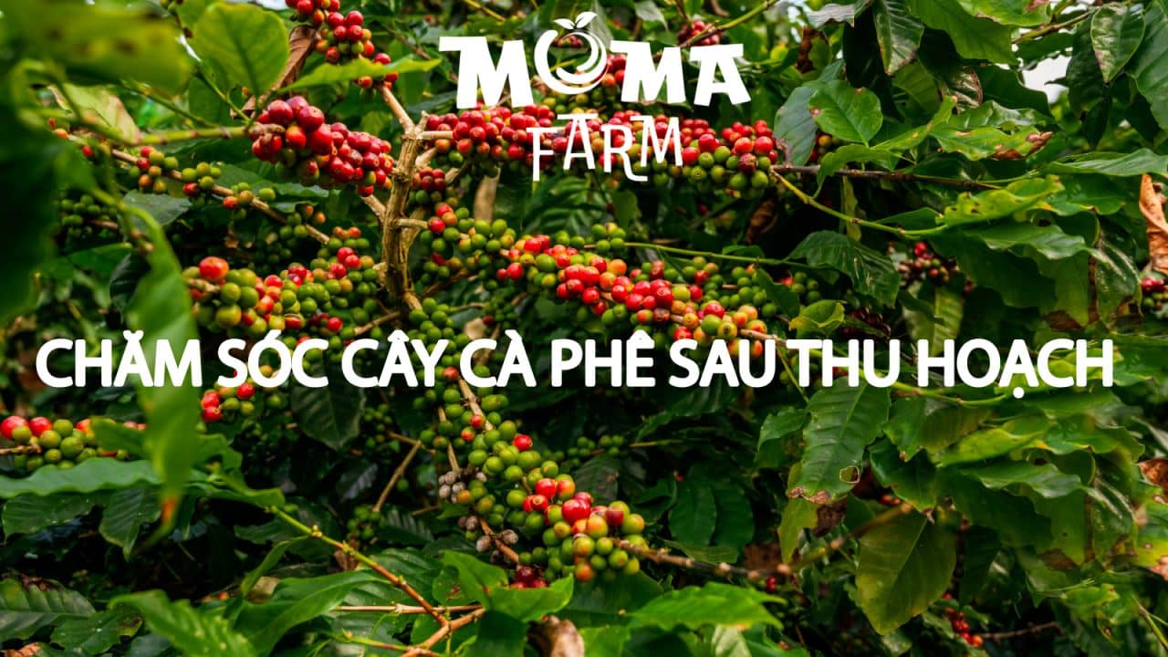 Chăm Sóc Cây Cà Phê Sau Thu Hoạch