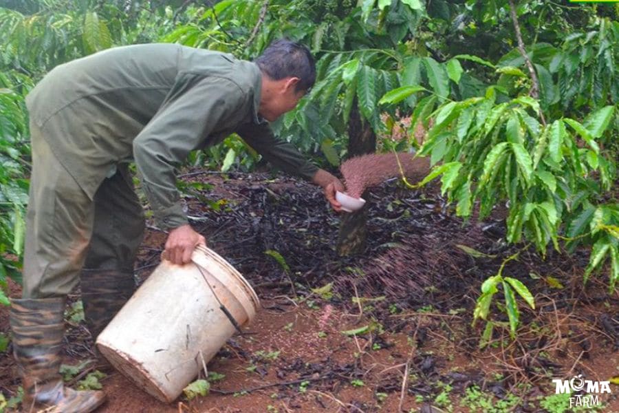 Cham Soc Cay Ca Phe Sau Thu Hoach 2