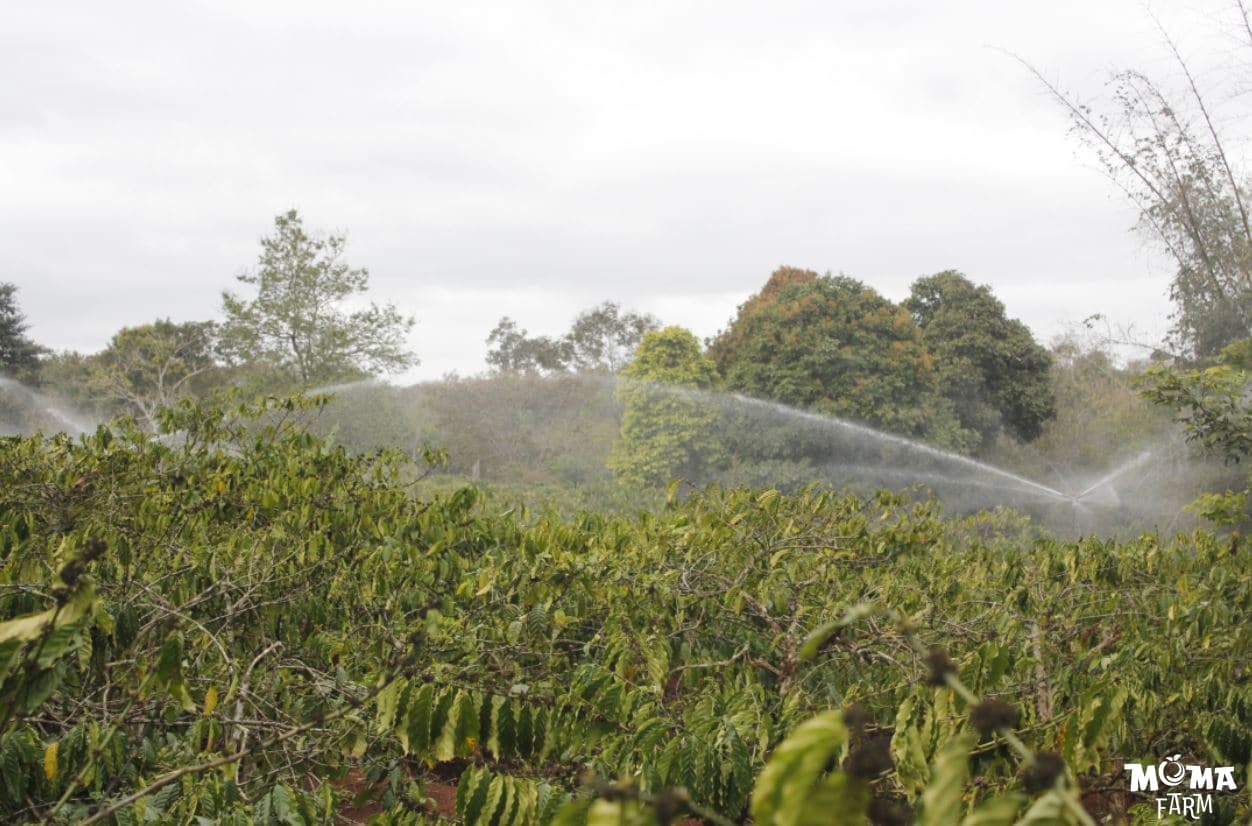 Cham Soc Cay Ca Phe Sau Thu Hoach 3