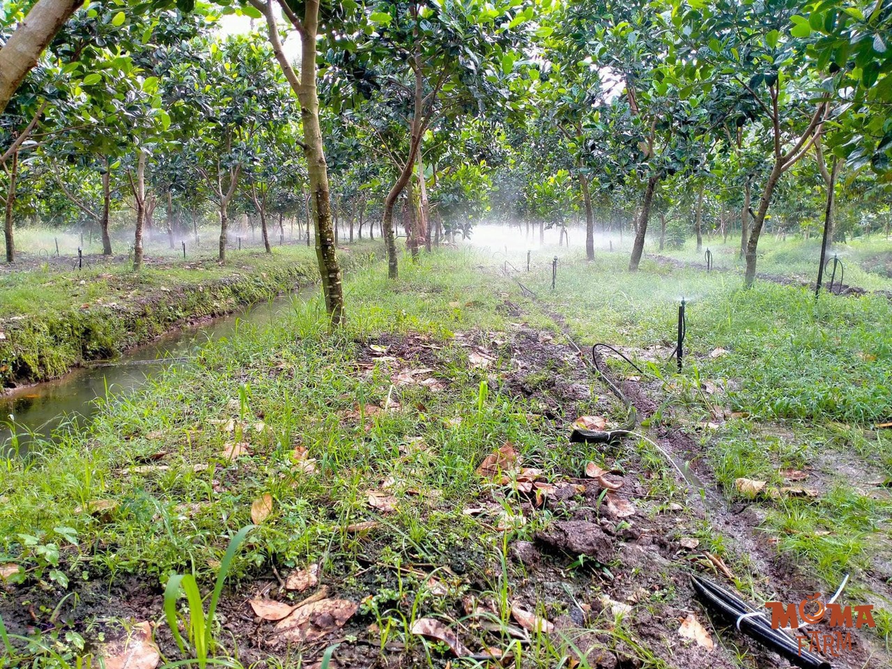 Dau Tu Ong Chat Luong – Bi Quyet Giup He Thong Tuoi Ben Lau 3