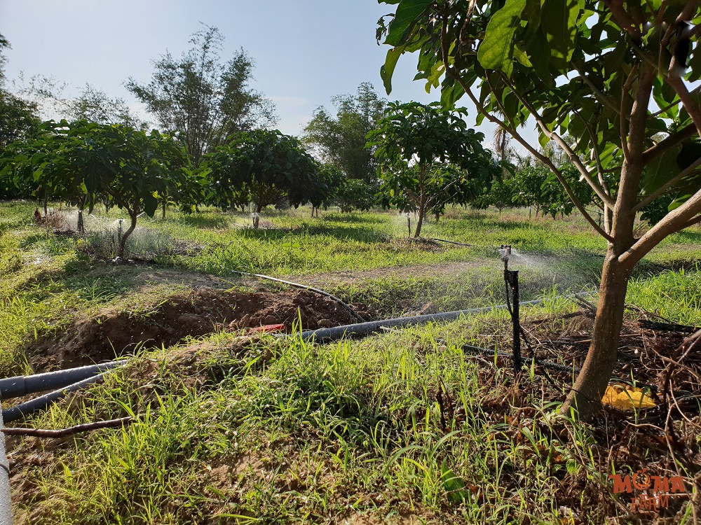 Dau Tu Ong Chat Luong – Bi Quyet Giup He Thong Tuoi Ben Lau2