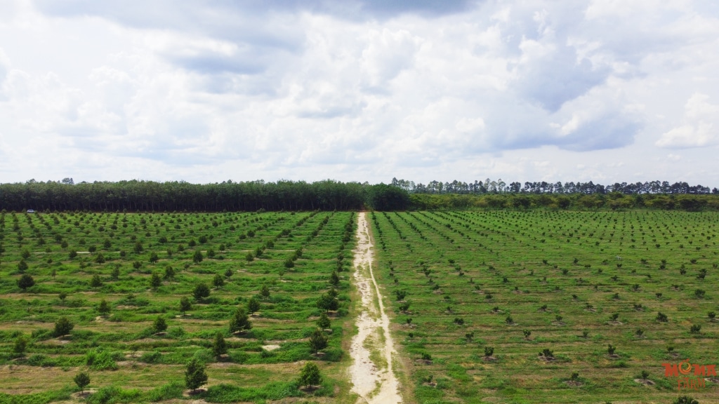 Do Keo Dai Cua Duong Ong Nhanh LDPE 25 2