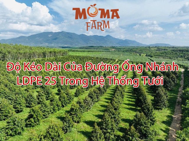Độ Kéo Dài Của Đường Ống Nhánh LDPE 25