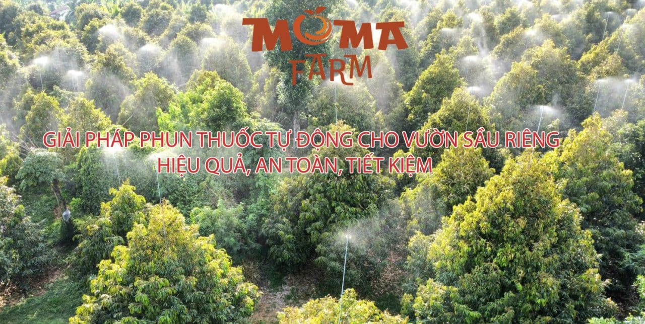 Giải Pháp Phun Thuốc Tự Động Cho Vườn Sầu Riêng
