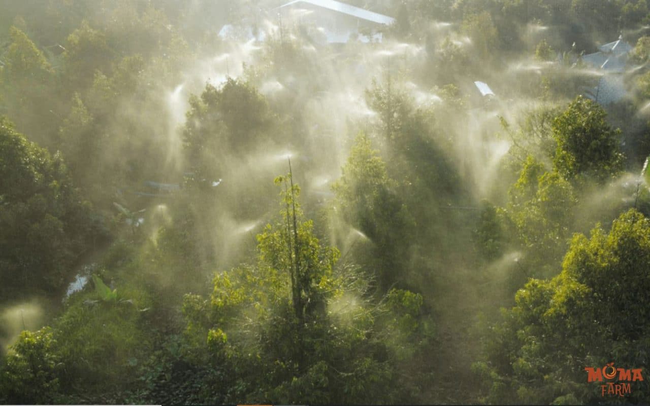 Giai Phap Phun Thuoc Tu Dong Cho Vuon Sau Rieng6