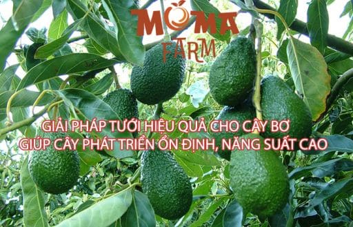 Giải Pháp Tưới Hiệu Quả Cho Cây Bơ
