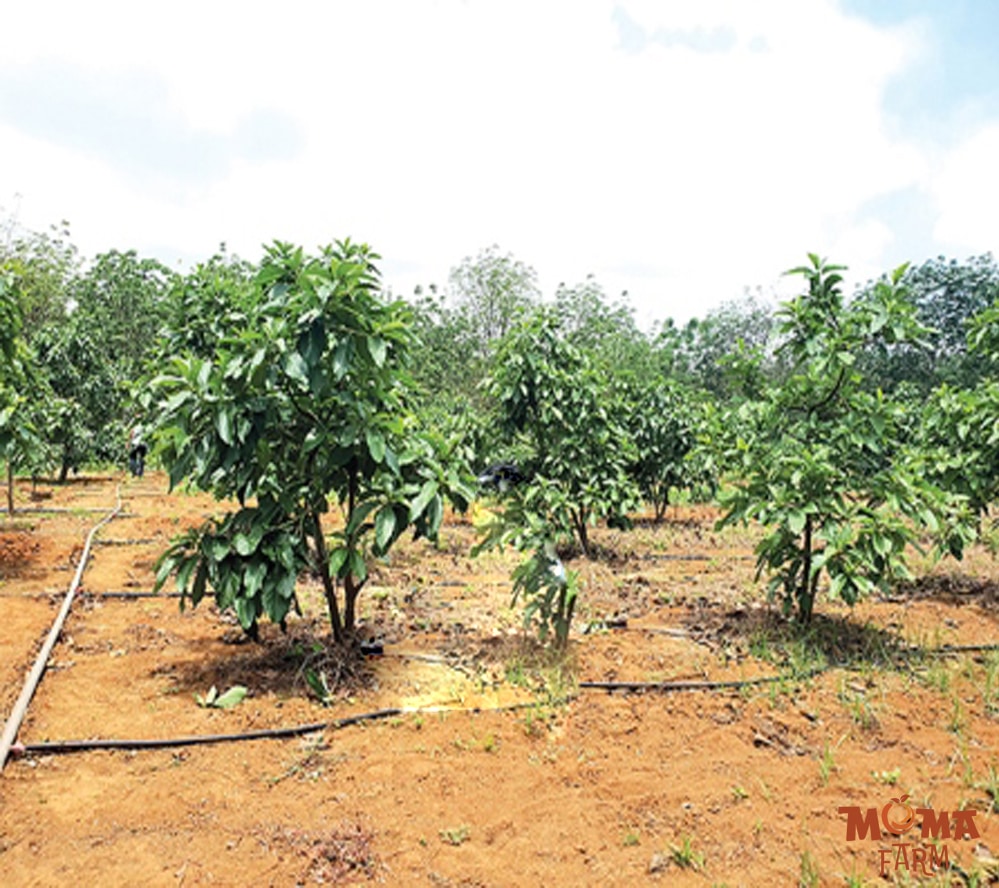 Giai Phap Tuoi Hieu Qua Cho Cay Bo1