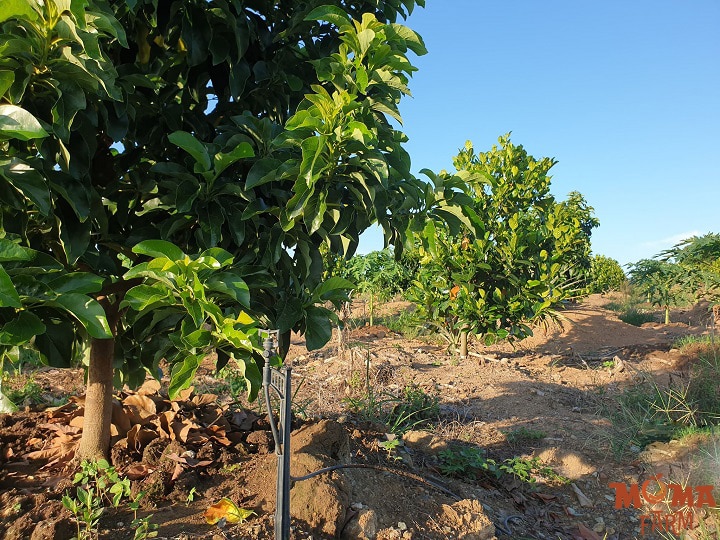 Giai Phap Tuoi Hieu Qua Cho Cay Bo2