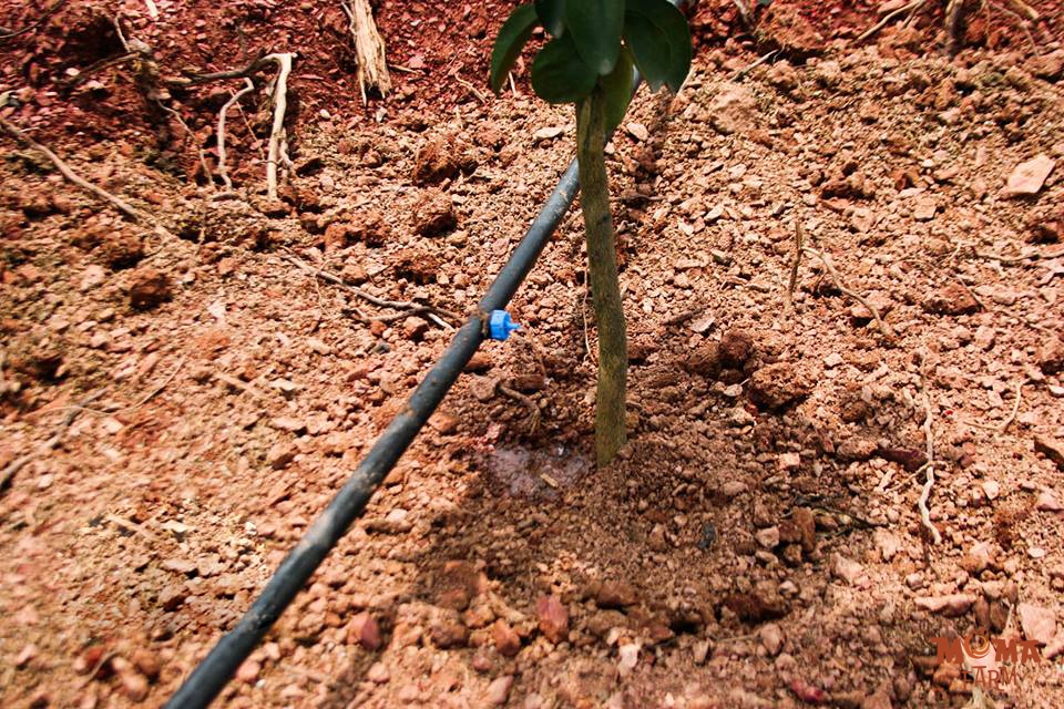 Giai Phap Tuoi Hieu Qua Cho Cay Bo3