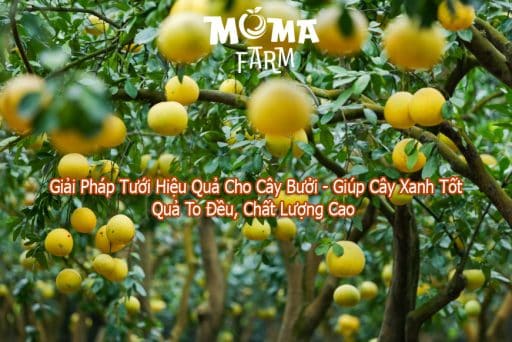 Giải Pháp Tưới Hiệu Quả Cho Cây Bưởi