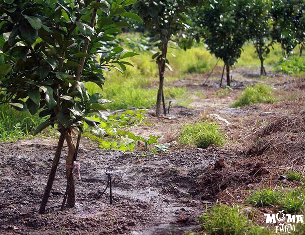 Giai Phap Tuoi Hieu Qua Cho Cay Buoi 1