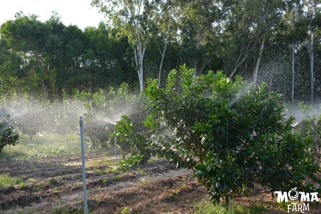 Giai Phap Tuoi Hieu Qua Cho Cay Buoi 3