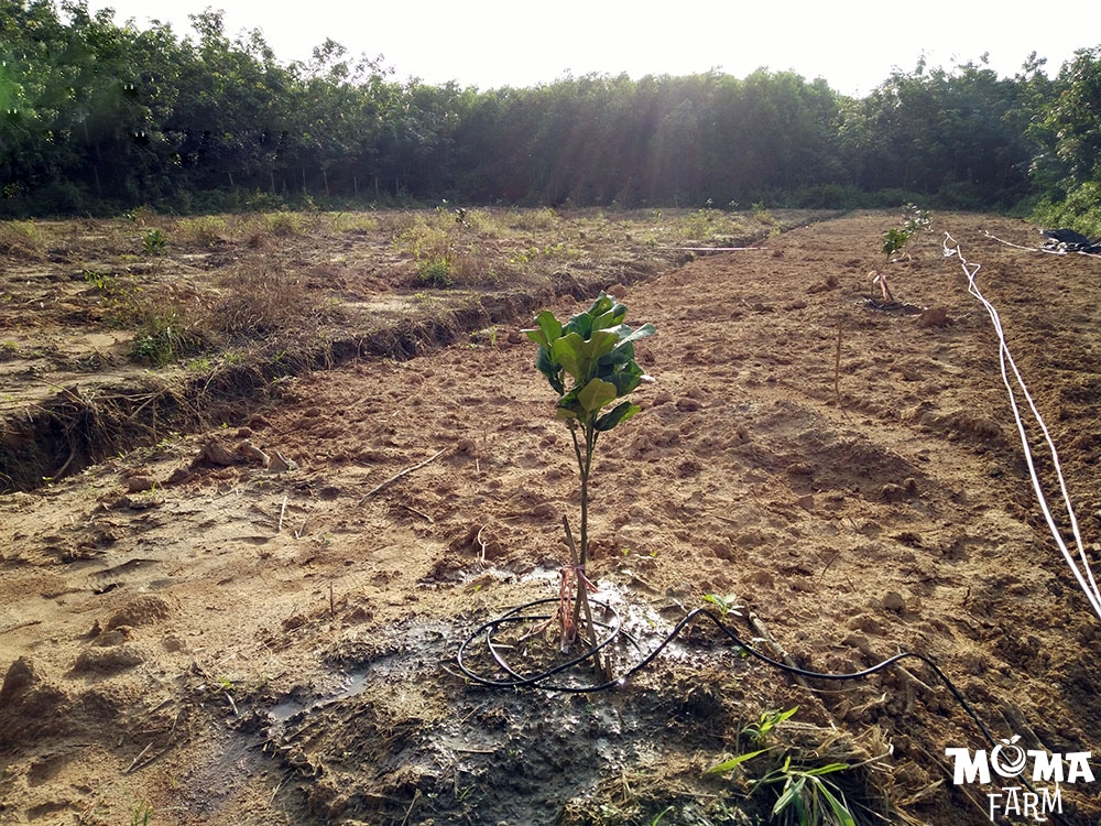 Giai Phap Tuoi Hieu Qua Cho Cay Buoi 4