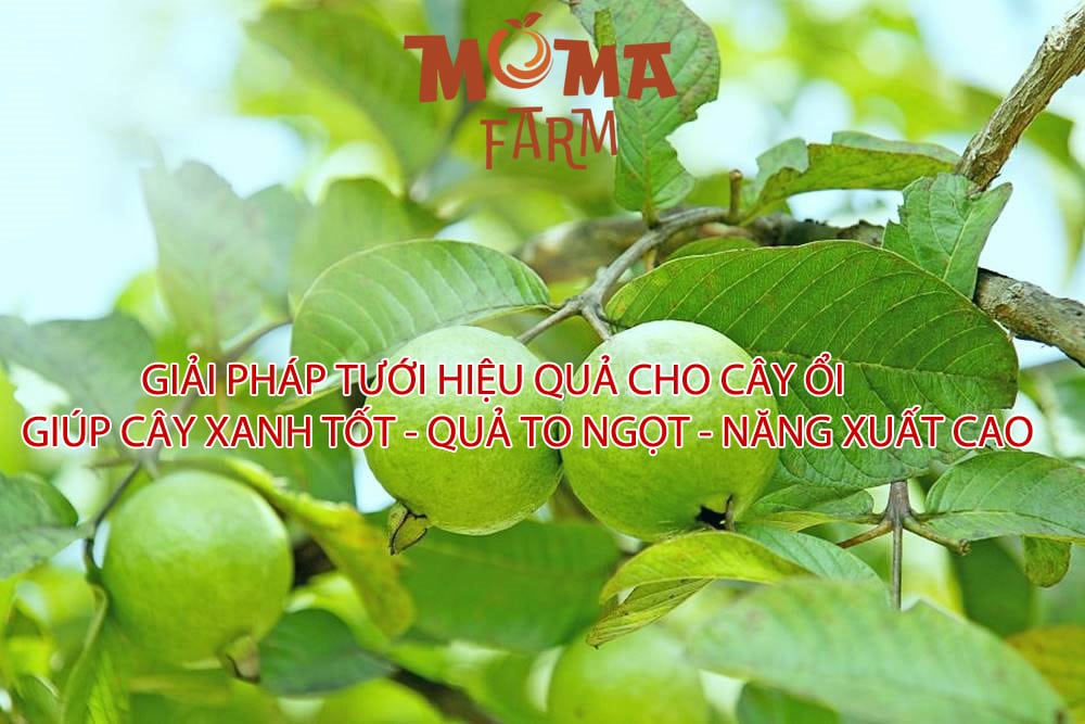 Giải Pháp Tưới Hiệu Quả Cho Cây Ổi