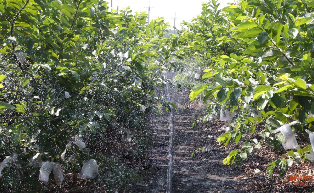 Giai Phap Tuoi Hieu Qua Cho Cay Oi2