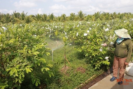 Giai Phap Tuoi Hieu Qua Cho Cay Oi3