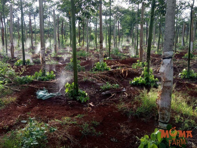 Giai Phap Tuoi Hieu Qua Cho Cay Tieu 2 1