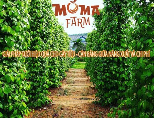 Giải Pháp Tưới Hiệu Quả Cho Cây Tiêu