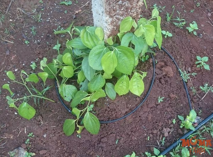 Giai Phap Tuoi Hieu Qua Cho Cay Tieu3