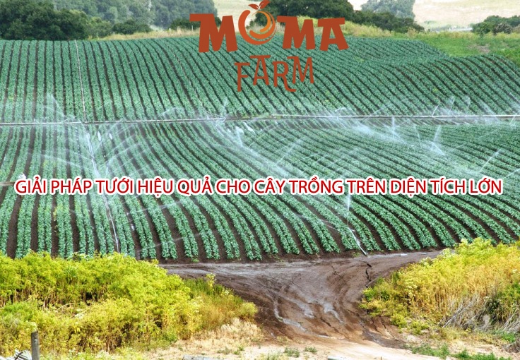 Giải Pháp Tưới Hiệu Quả Cho Cây Trồng Trên Diện Tích Lớn