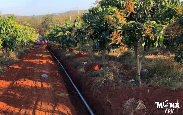 Giai Phap Tuoi Hieu Qua Cho Cay Xoai2