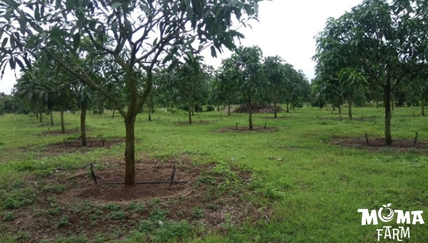 Giai Phap Tuoi Hieu Qua Cho Cay Xoai3