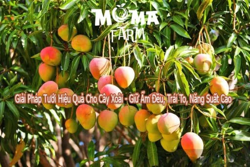 Giai-Phap-Tuoi-Hieu-Qua-Cho-Cay-Xoai