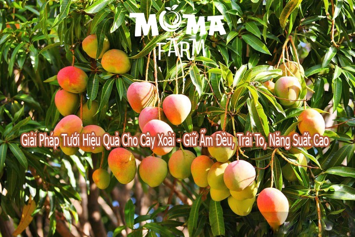 Giai-Phap-Tuoi-Hieu-Qua-Cho-Cay-Xoai