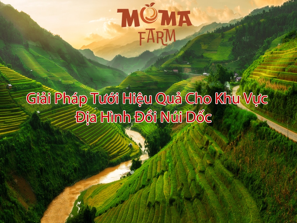 Giải Pháp Tưới Hiệu Quả Cho Khu Vực Địa Hình Đồi Núi Dốc