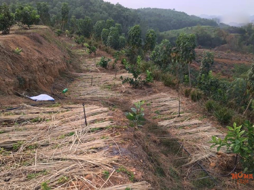 Giai Phap Tuoi Hieu Qua Cho Khu Vuc Dia Hinh Doi Nui Doc3 1