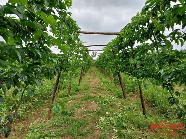 Giai Phap Tuoi Hieu Qua Cho Vuon Chanh Day Bang Ong Mem PE 3