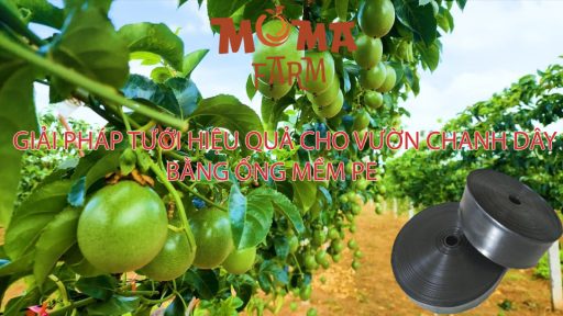 Giải Pháp Tưới Hiệu Quả Cho Vườn Chanh Dây Bằng Ống Mềm PE