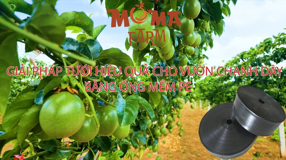 Giải Pháp Tưới Hiệu Quả Cho Vườn Chanh Dây Bằng Ống Mềm PE
