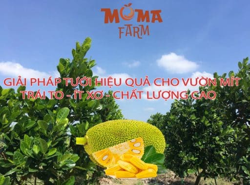 Giải Pháp Tưới Hiệu Quả Cho Vườn Mít