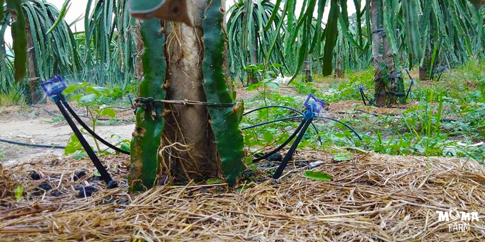 Giai Phap Tuoi Nuoc Hieu Qua Cho Cay Thanh Long 2 1