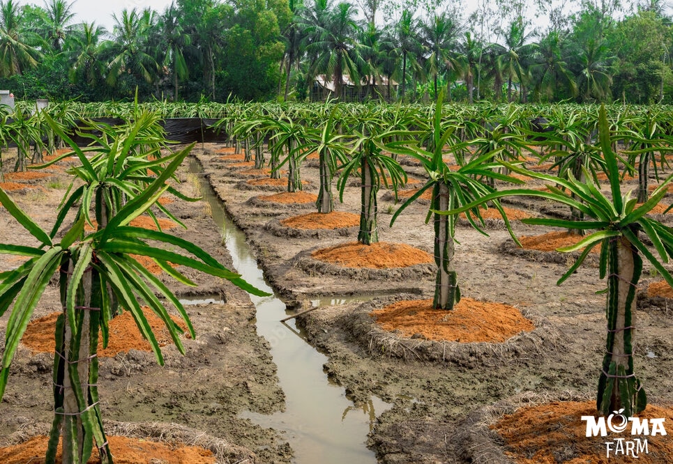 Giai Phap Tuoi Nuoc Hieu Qua Cho Cay Thanh Long 3